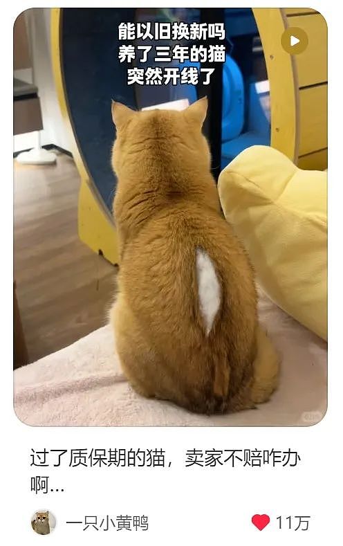 【爆笑】养了3年的猫突然开线了?网友以为是玩具,点开一看笑喷:快缝上,小心秘密被发现!(组图) - 1