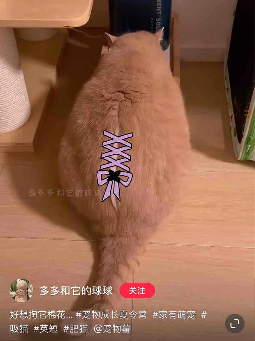 【爆笑】养了3年的猫突然开线了?网友以为是玩具,点开一看笑喷:快缝上,小心秘密被发现!(组图) - 8
