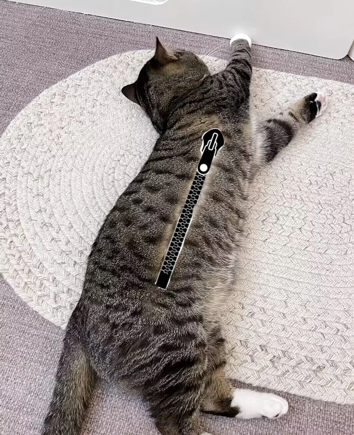 【爆笑】养了3年的猫突然开线了?网友以为是玩具,点开一看笑喷:快缝上,小心秘密被发现!(组图) - 11