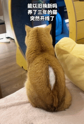 【爆笑】养了3年的猫突然开线了?网友以为是玩具,点开一看笑喷:快缝上,小心秘密被发现!(组图) - 2