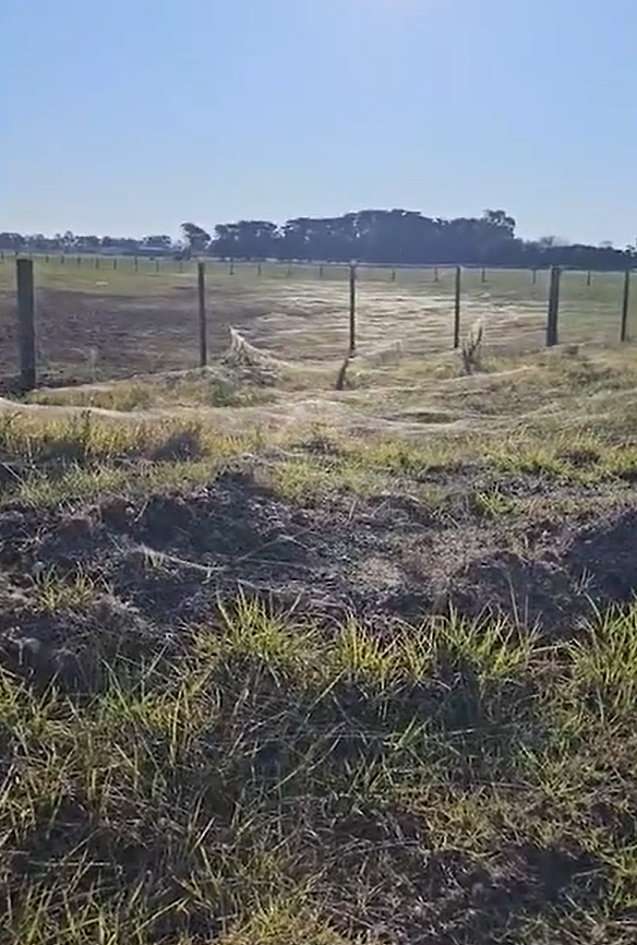 头皮发麻、毛骨悚然！洪灾过后，澳洲这种自然奇观，又出现了！（组图） - 1