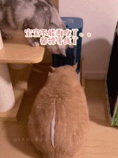 【爆笑】养了3年的猫突然开线了?网友以为是玩具,点开一看笑喷:快缝上,小心秘密被发现!(组图) - 6