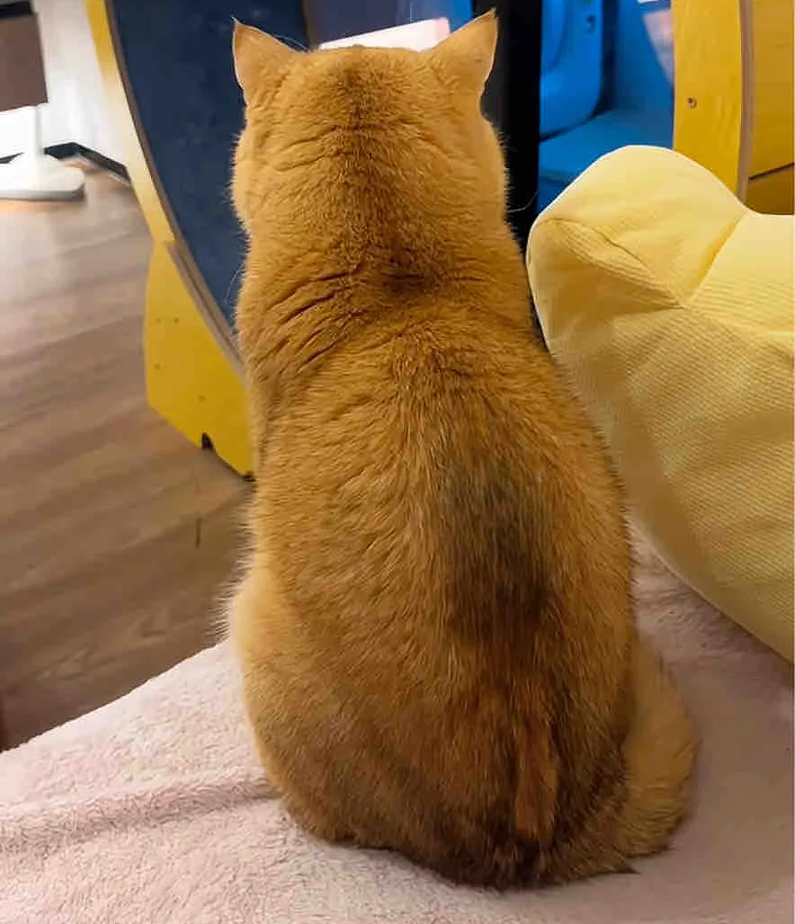 【爆笑】养了3年的猫突然开线了?网友以为是玩具,点开一看笑喷:快缝上,小心秘密被发现!(组图) - 5