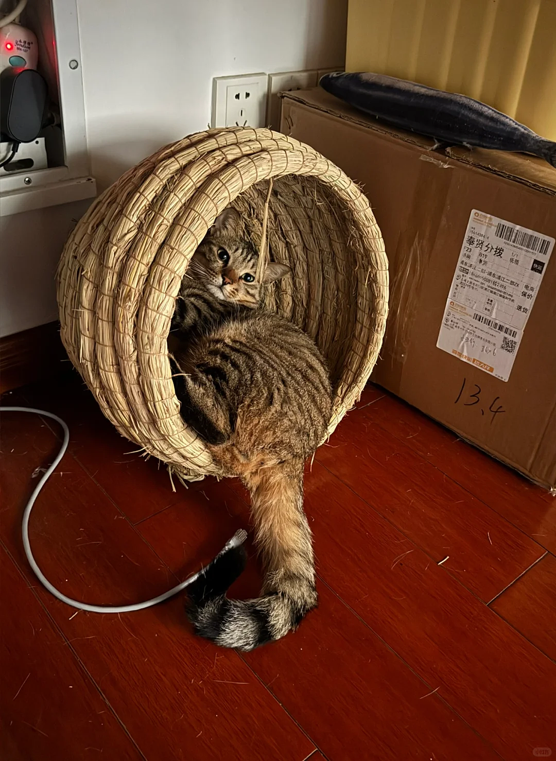 【宠物】果篮老板提醒“这不是猫窝哦”，网友不信偏要买，到手后差点笑晕...猫：喂我花生（组图） - 11