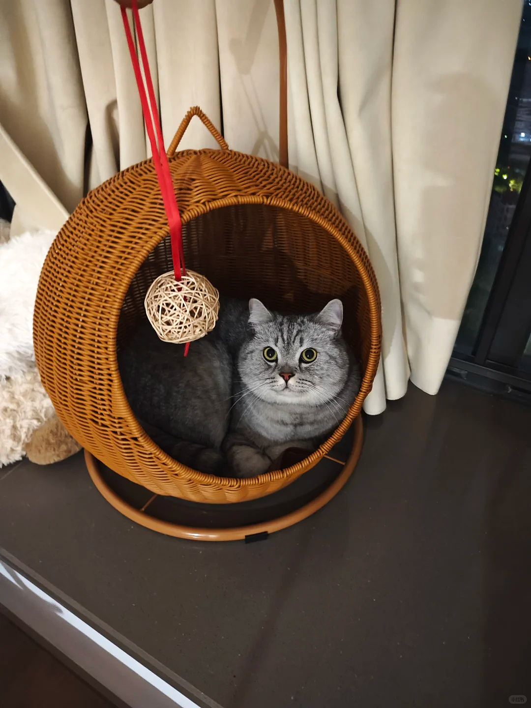 【宠物】果篮老板提醒“这不是猫窝哦”，网友不信偏要买，到手后差点笑晕...猫：喂我花生（组图） - 7