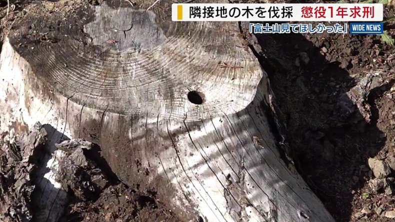 富士山开酒店乱砍邻居树，中国籍男子出庭求饶：我们全家想取得日本国籍（组图） - 6