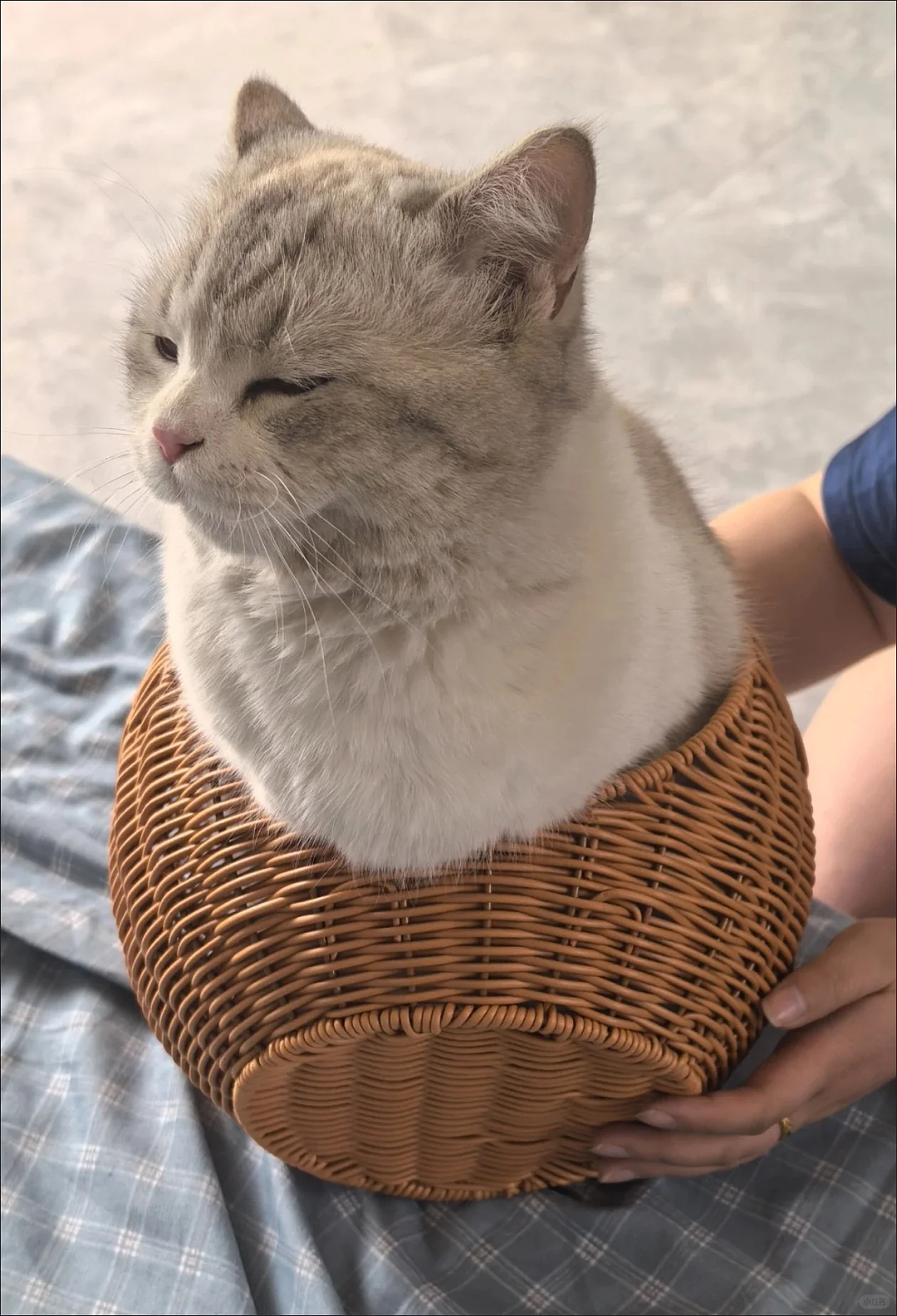 【宠物】果篮老板提醒“这不是猫窝哦”，网友不信偏要买，到手后差点笑晕...猫：喂我花生（组图） - 6