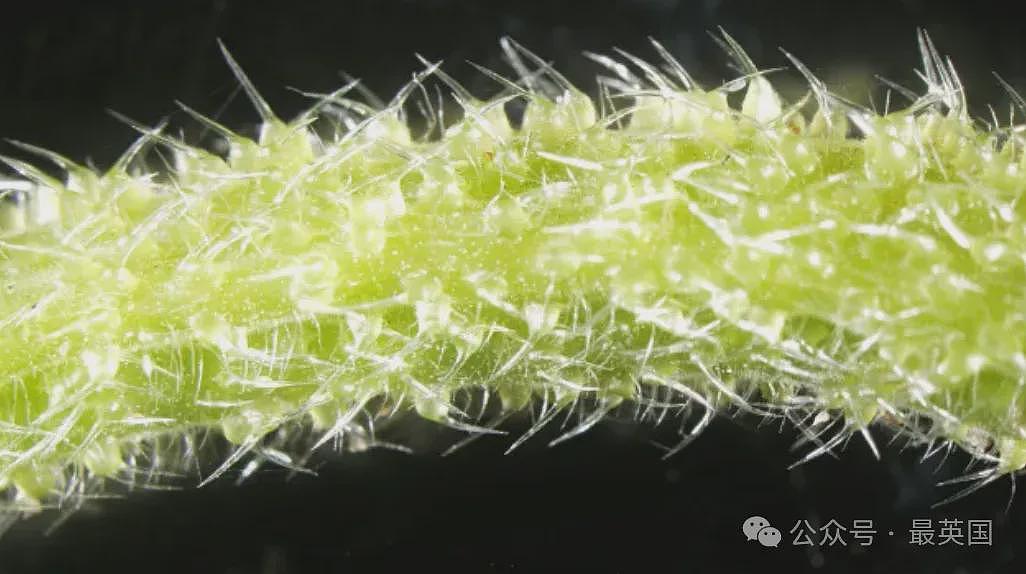 比分娩还痛！澳洲男子误用“全球最毒植物”擦屁屁，疼到举枪自尽！如今竟被英国当宝贝供奉…（组图） - 3