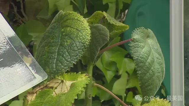 比分娩还痛！澳洲男子误用“全球最毒植物”擦屁屁，疼到举枪自尽！如今竟被英国当宝贝供奉…（组图） - 10