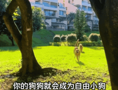 【宠物】主人带狗子去超市遛弯没牵绳，凑近后发现狗子原来是持证上岗，网友：这真喷不了（组图） - 7