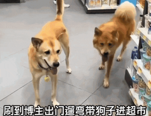 【宠物】主人带狗子去超市遛弯没牵绳，凑近后发现狗子原来是持证上岗，网友：这真喷不了（组图） - 1