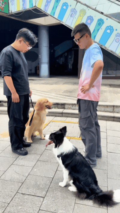 【宠物】主人带狗子去超市遛弯没牵绳，凑近后发现狗子原来是持证上岗，网友：这真喷不了（组图） - 6