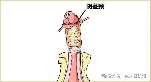 【两性】丁头两个最敏感的区域,如何给它们降敏(组图) - 1