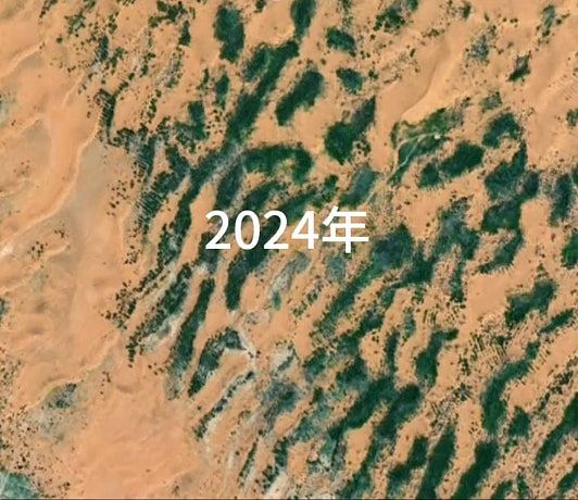 10万头黑猪入沙漠，中国式治沙创意改写全球环保规则（组图） - 8