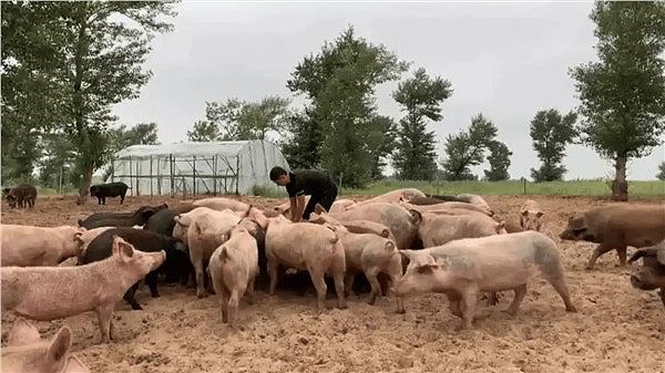 10万头黑猪入沙漠，中国式治沙创意改写全球环保规则（组图） - 1