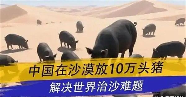 10万头黑猪入沙漠，中国式治沙创意改写全球环保规则（组图） - 3