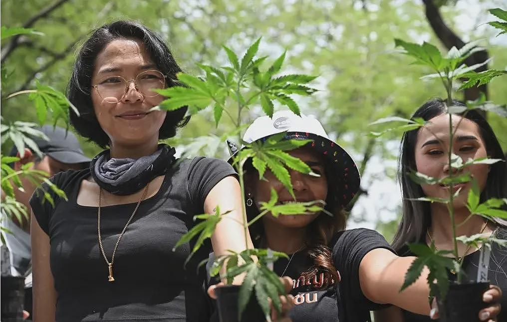 千亿产业崩塌夜:泰国医生处方杀死大麻经济?(组图) - 4