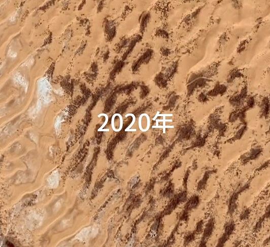 10万头黑猪入沙漠，中国式治沙创意改写全球环保规则（组图） - 7