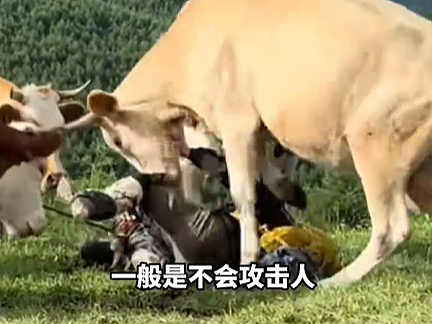 喂牛吃牛肉干!中国游客客用“登山杖敲牛屁股”,结果惨了......(视频/组图) - 6