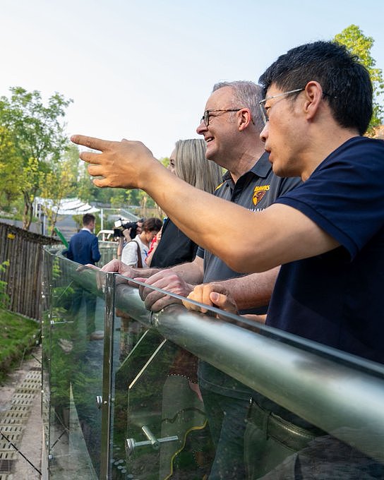 澳洲总理访华!成都探望旅澳15年大熊猫“福妮”:两国友谊见证者(组图) - 5