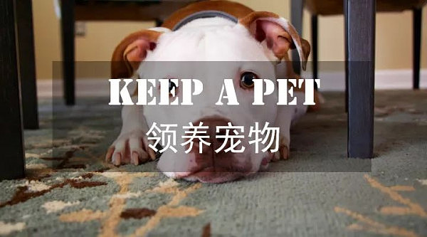 在澳洲想要养宠物,这里的指南需要看看!(组图) - 1