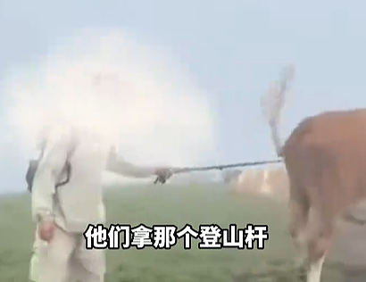 喂牛吃牛肉干!中国游客客用“登山杖敲牛屁股”,结果惨了......(视频/组图) - 1