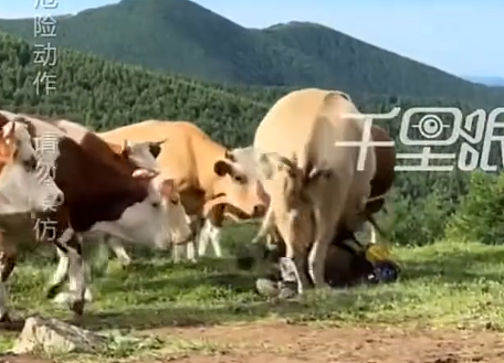 喂牛吃牛肉干!中国游客客用“登山杖敲牛屁股”,结果惨了......(视频/组图) - 5