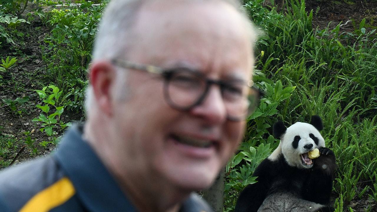 澳洲总理访华!成都探望旅澳15年大熊猫“福妮”:两国友谊见证者(组图) - 6