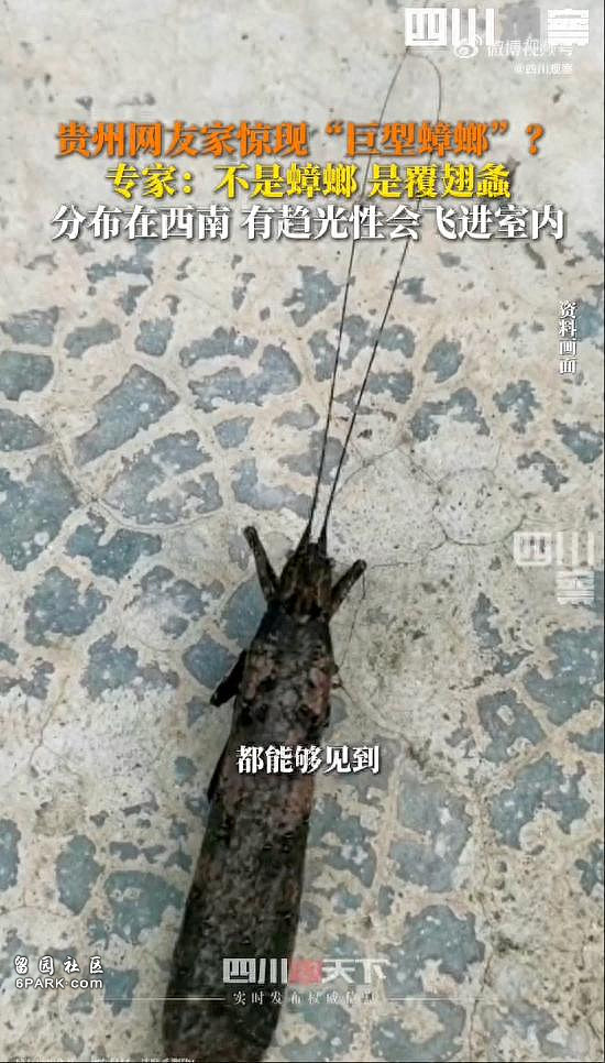 家中出现“巨型蟑螂”,网友:看起来有1米长(组图) - 1