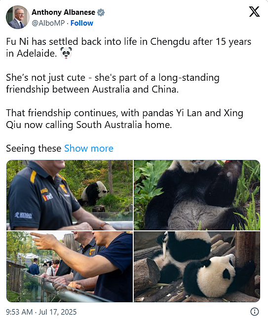 澳洲总理访华!成都探望旅澳15年大熊猫“福妮”:两国友谊见证者(组图) - 1