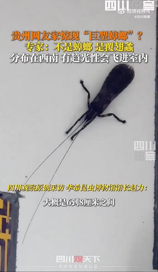 家中出现“巨型蟑螂”,网友:看起来有1米长(组图) - 2