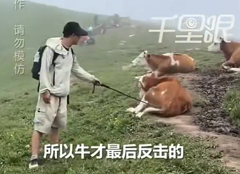 喂牛吃牛肉干!中国游客客用“登山杖敲牛屁股”,结果惨了......(视频/组图) - 2