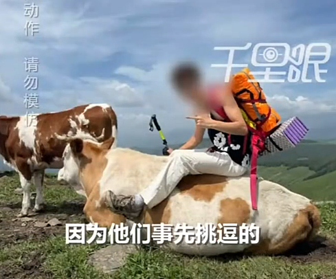 喂牛吃牛肉干!中国游客客用“登山杖敲牛屁股”,结果惨了......(视频/组图) - 3