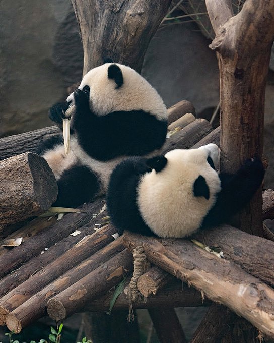 澳洲总理访华!成都探望旅澳15年大熊猫“福妮”:两国友谊见证者(组图) - 2