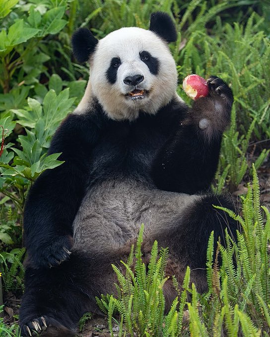 澳洲总理访华!成都探望旅澳15年大熊猫“福妮”:两国友谊见证者(组图) - 4