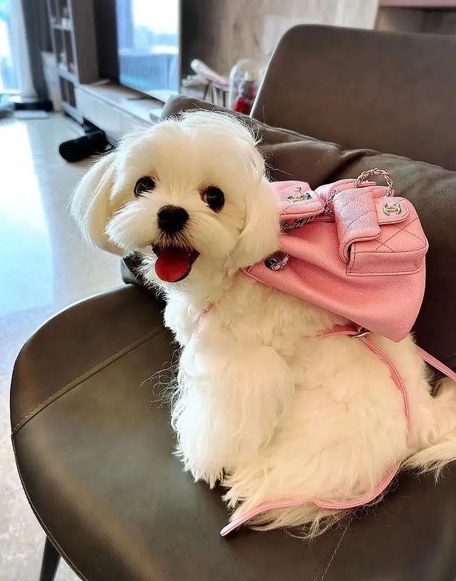 女子分手后想把和前男友养的狗买回来，花了60多万元！结果傻眼（组图） - 5