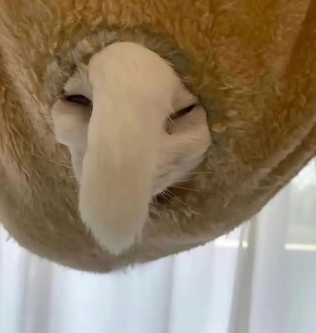 【爆笑】“几个月没回家后看爷爷的手机.....” 哈哈哈哈哈哈救命直接成培养皿了（组图） - 27