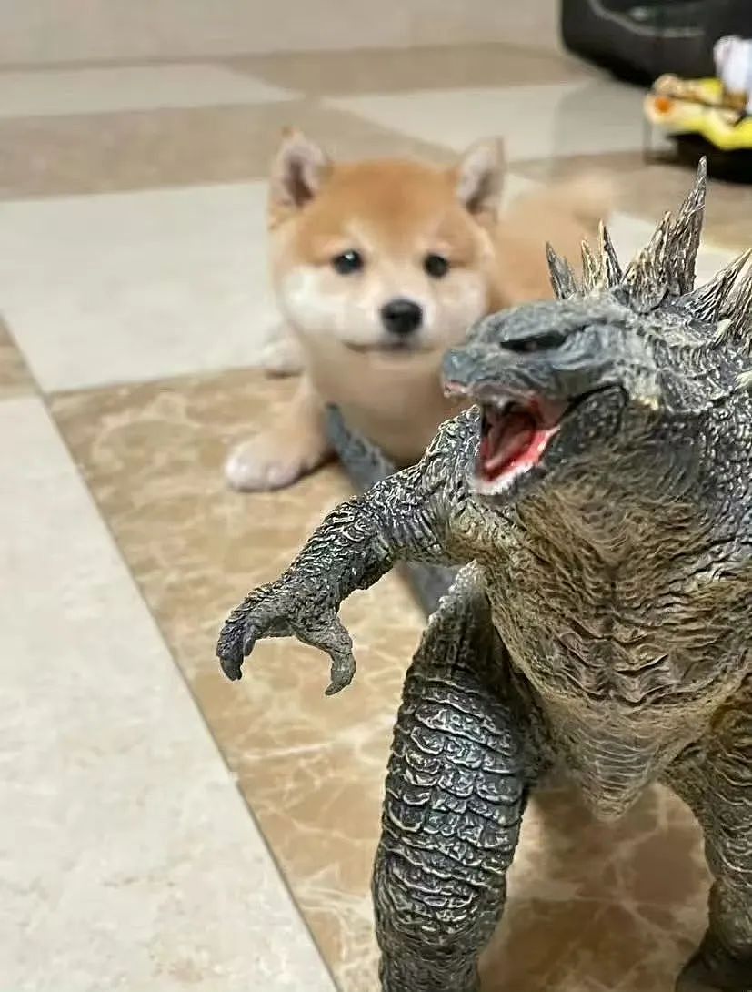 【爆笑】“几个月没回家后看爷爷的手机.....” 哈哈哈哈哈哈救命直接成培养皿了（组图） - 46