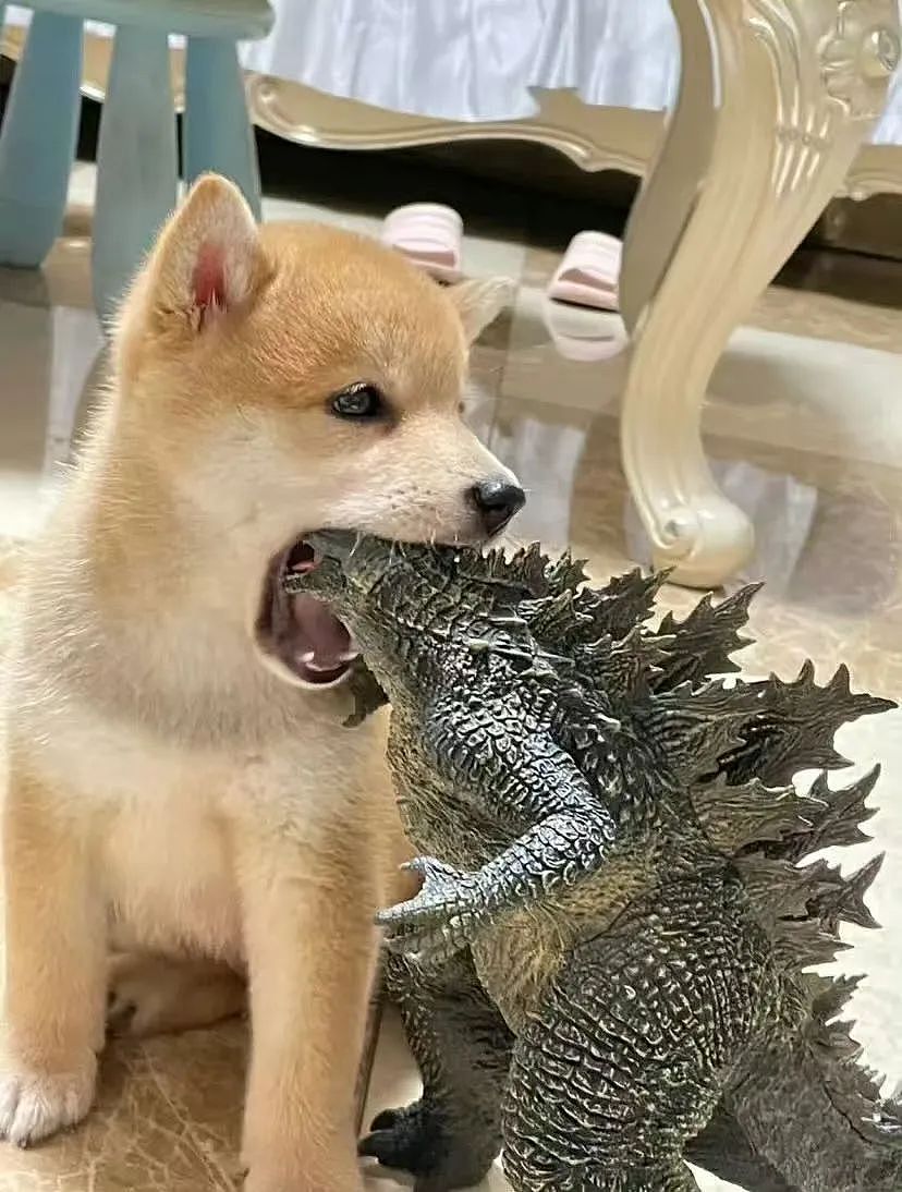 【爆笑】“几个月没回家后看爷爷的手机.....” 哈哈哈哈哈哈救命直接成培养皿了（组图） - 47