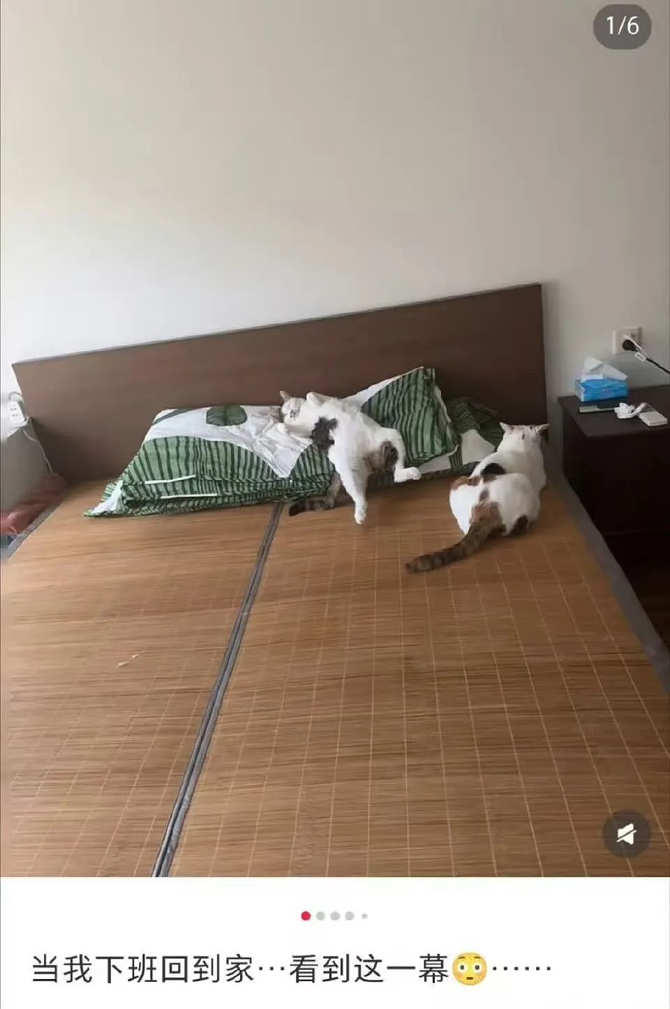 【爆笑】“几个月没回家后看爷爷的手机.....” 哈哈哈哈哈哈救命直接成培养皿了（组图） - 39