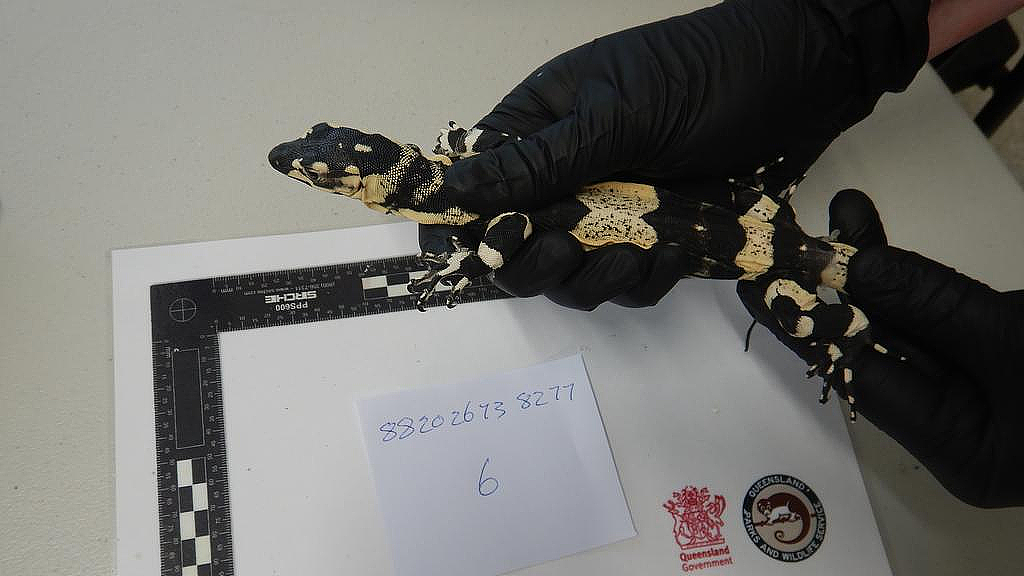 寄香港包裹暗藏猫腻，布里斯班男子涉走私动物被捕！最高可判10年监禁（组图） - 4