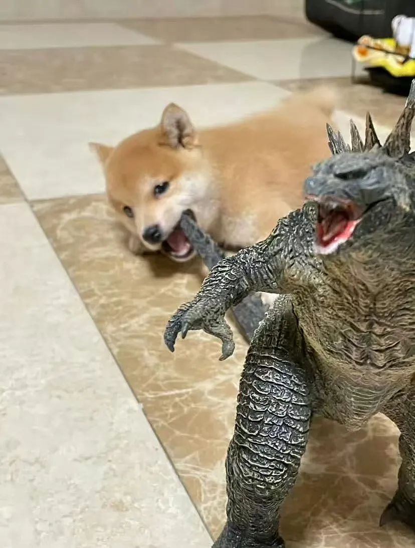 【爆笑】“几个月没回家后看爷爷的手机.....” 哈哈哈哈哈哈救命直接成培养皿了（组图） - 48