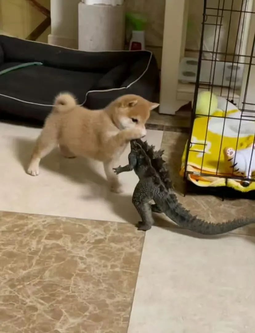 【爆笑】“几个月没回家后看爷爷的手机.....” 哈哈哈哈哈哈救命直接成培养皿了（组图） - 49