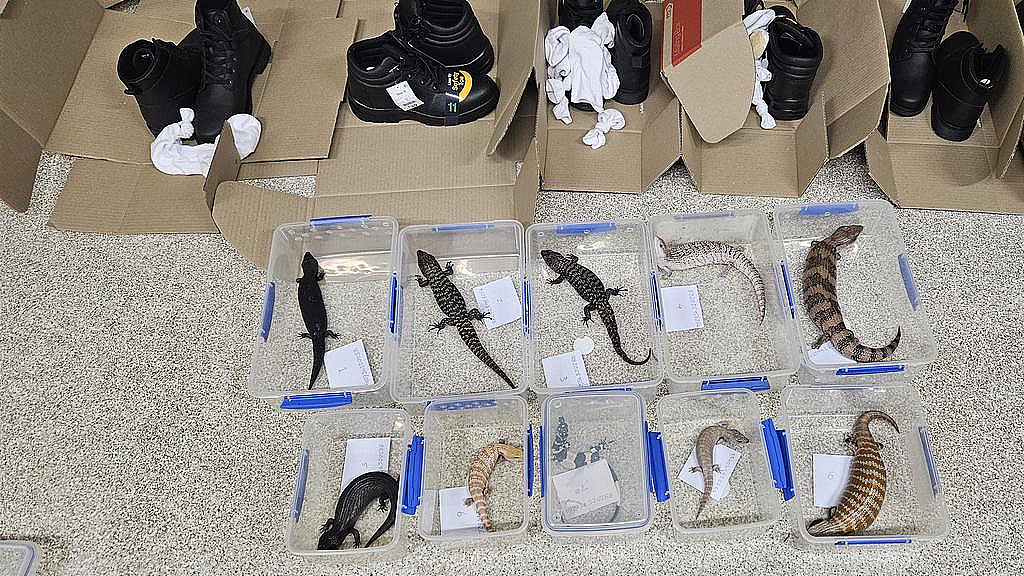 寄香港包裹暗藏猫腻，布里斯班男子涉走私动物被捕！最高可判10年监禁（组图） - 2