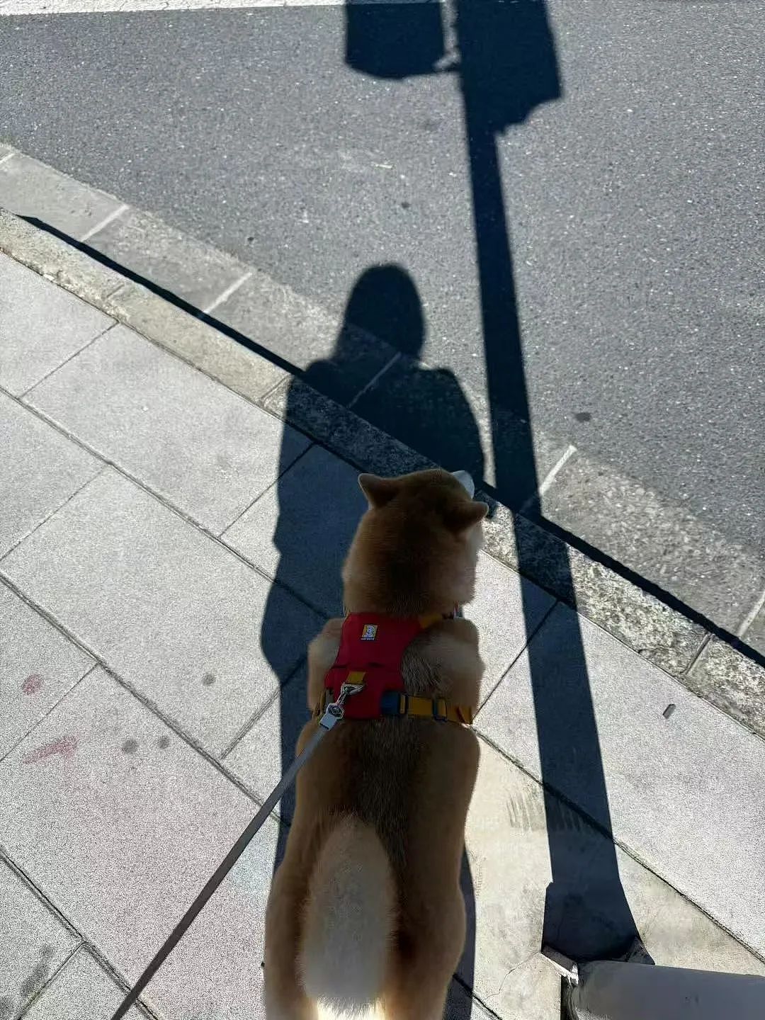 【爆笑】“女生被录取到警犬专业后.......” 啊啊啊啊啊啊啊羡慕疯了(组图) - 22