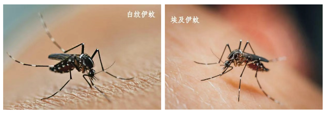 确诊1199例，感染风险上涨！广东三地发布“告全体市民书”（组图） - 5