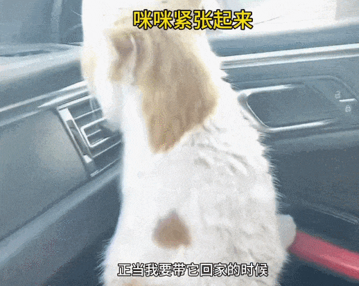 【宠物】走丢2个月的猫被找到时胖了一圈，主人开心地想接猫回家，猫全程冷漠：坏了，穷亲戚找上门了...（组图） - 8