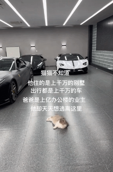【宠物】走丢2个月的猫被找到时胖了一圈，主人开心地想接猫回家，猫全程冷漠：坏了，穷亲戚找上门了...（组图） - 15