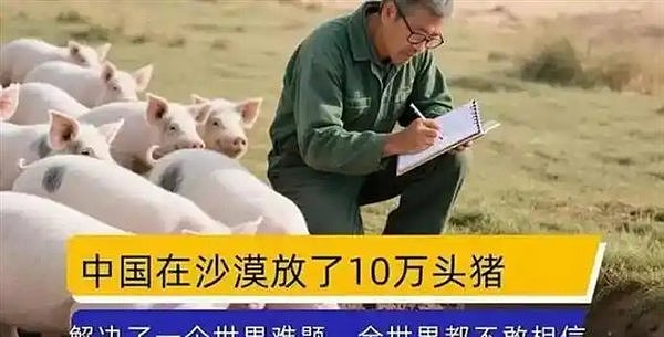 中国人在沙漠放10万头黑猪，就解决了世界性难题（组图） - 4