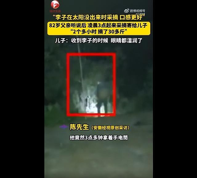 82岁父亲凌晨3点起床摘了30斤李子,儿子:收到时眼睛湿润了(视频/图) - 1